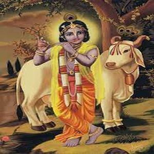 Krishna with Cow 260mm ( JMD-602)